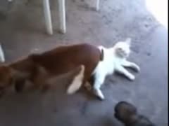 A large dog and his 10-Pounder are imbedded in a lovely white cat in a wild zoophilia pornographic film.